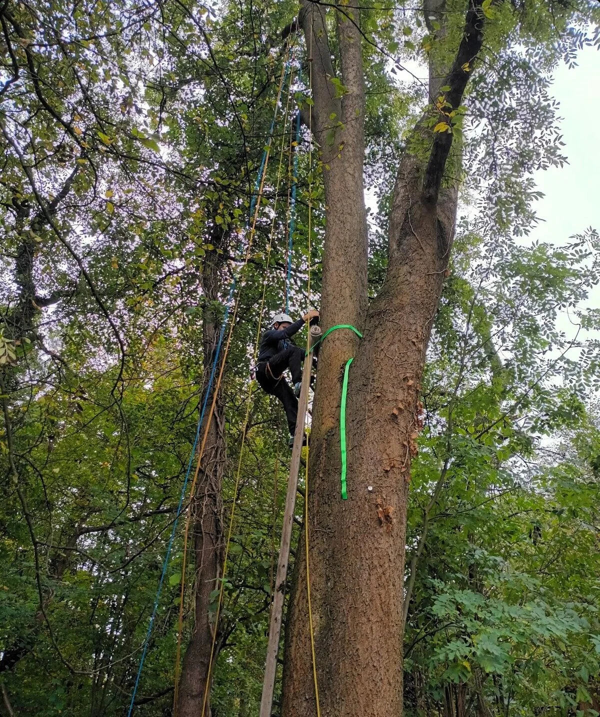 Teilnehmer*innen klettern mit Seilen an Bäumen | © DAV/Freiburg-Breisgau/Josephine Kerzel/Jugendtreff