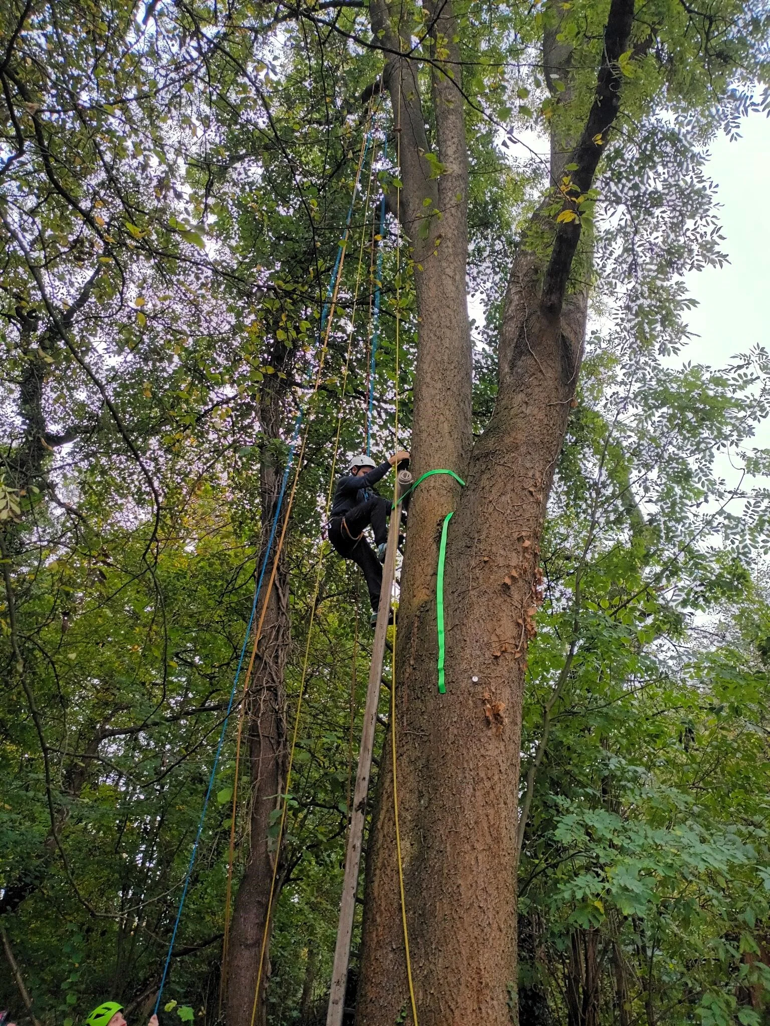 Teilnehmer*innen klettern mit Seilen an Bäumen | © DAV/Freiburg-Breisgau/Josephine Kerzel/Jugendtreff